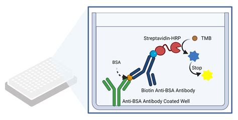 bsa elisa kit